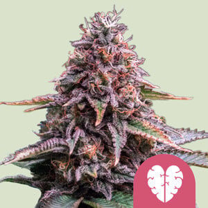 Pink Mist von Royal Queen Seeds