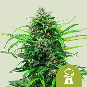 Pink Runtz Auto von Royal Queen Seeds