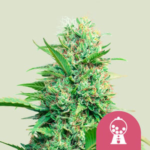 Pink Runtz von Royal Queen Seeds