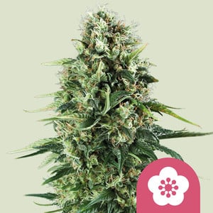Power Flower von Royal Queen Seeds