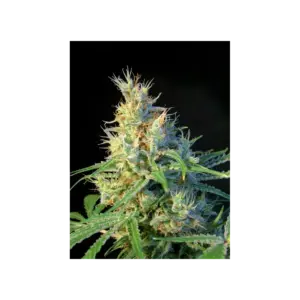Psicodelicia von Sweet Seeds
