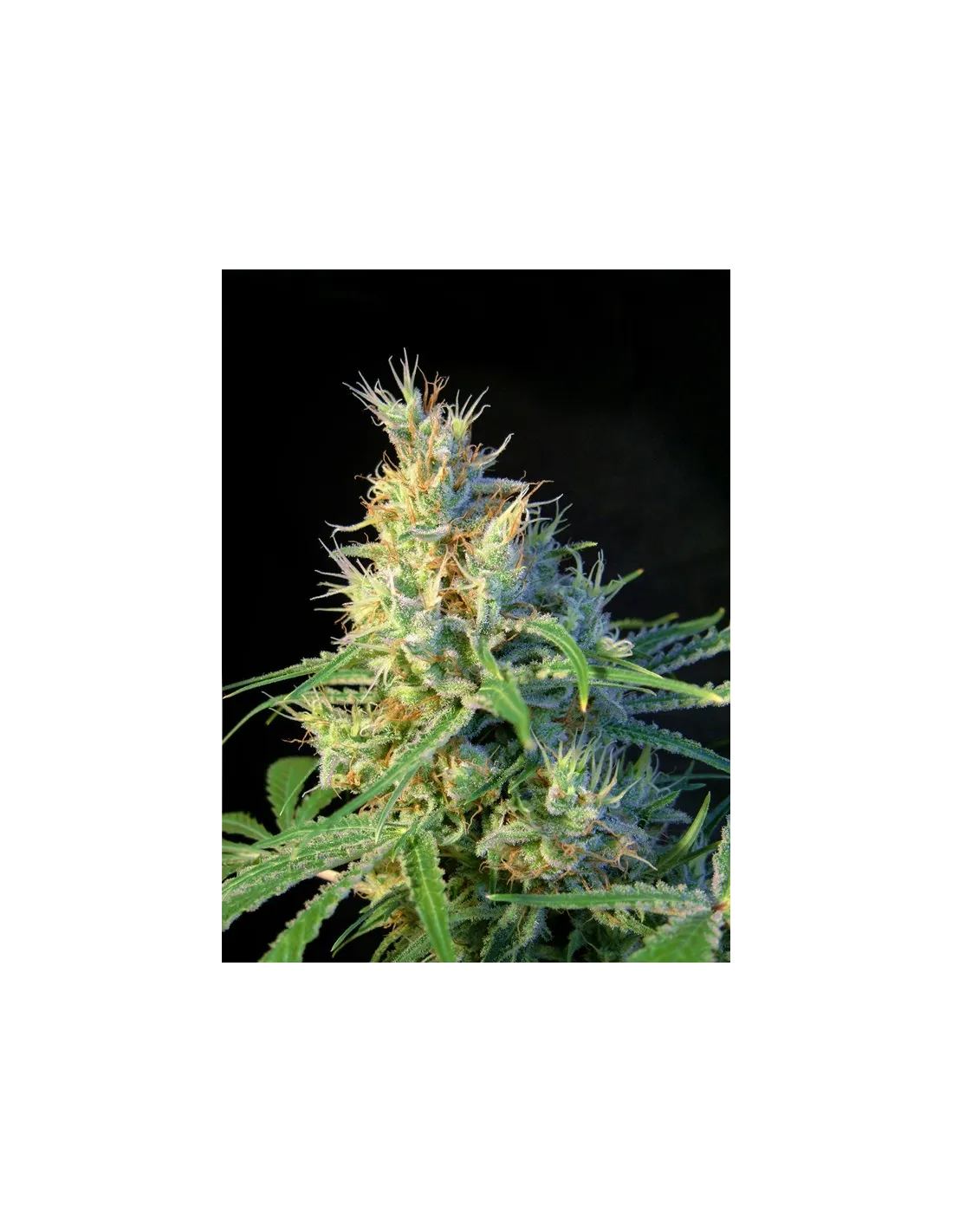 Psicodelicia von Sweet Seeds