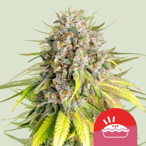 Punch Pie 1 St. Royal Queen Seeds
