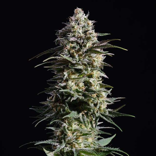 Pure Skunk Go Fast von Kannabia Seed Company