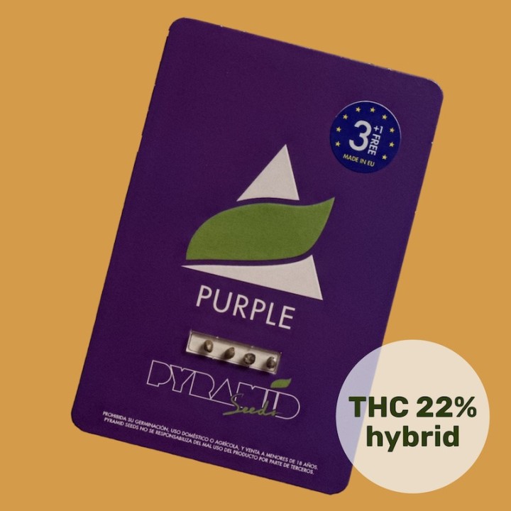 Purple Pyramid Seeds
