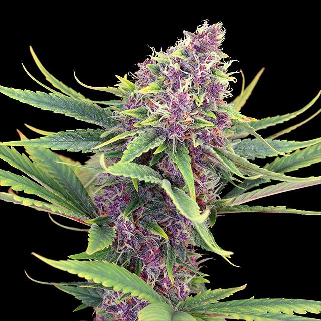 Purple Kush von Kannabia Seed Company