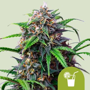 Purple Lemonade Auto von Royal Queen Seeds