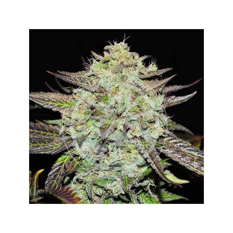 Purple Mango Kush von Delicious Seeds
