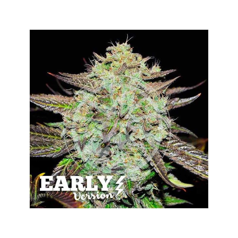 Purple Mango Kush Early Version von Delicious Seeds