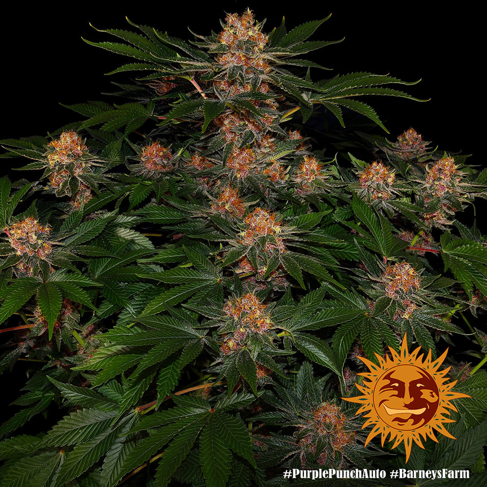 Purple Punch Auto Barney's Farm