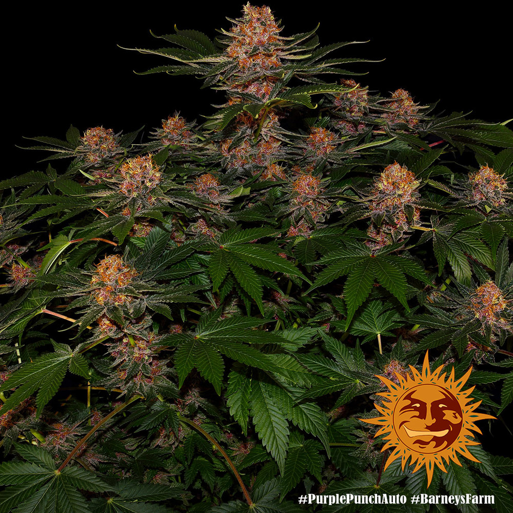 Purple Punch Auto Barney's Farm