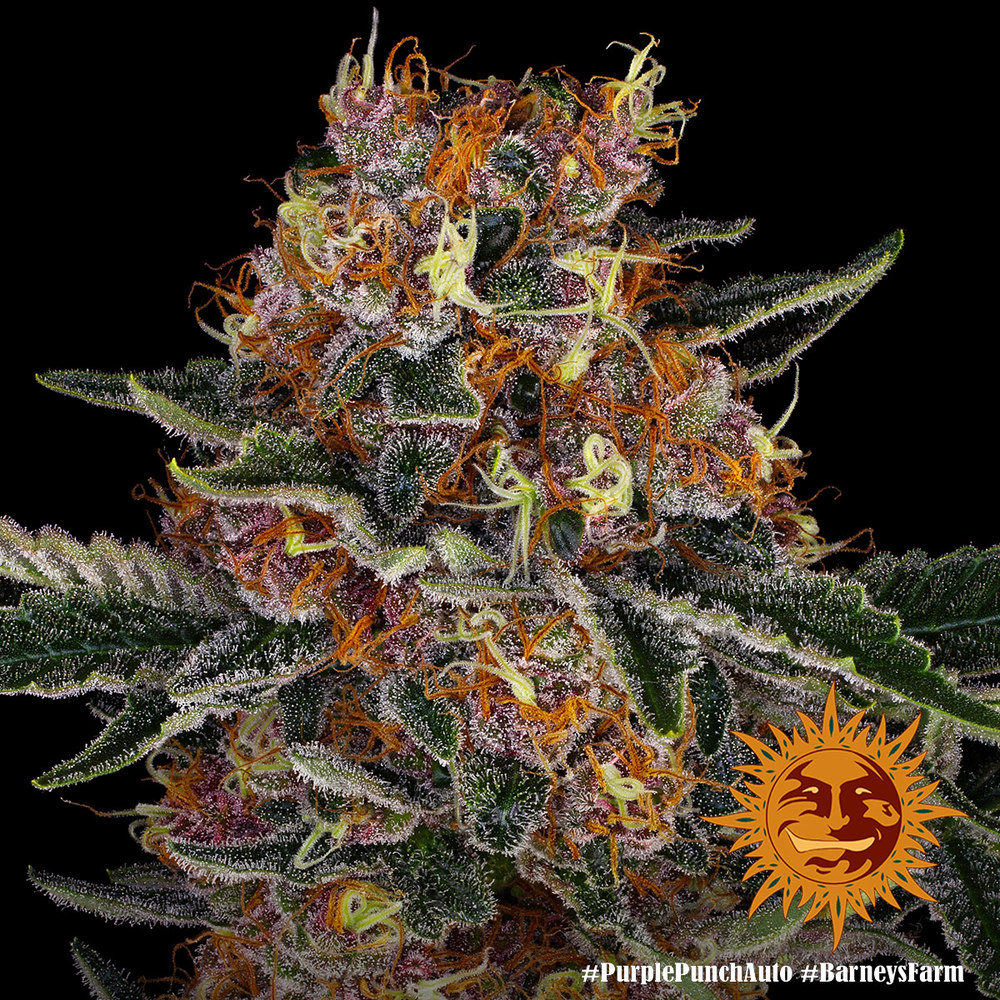 Purple Punch Auto Barney's Farm