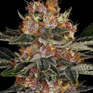 Purple Punch Auto Barney's Farm
