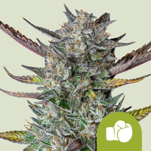 Purple Punch Auto von Royal Queen Seeds
