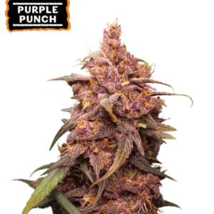 Purple Punch von Seedstockers