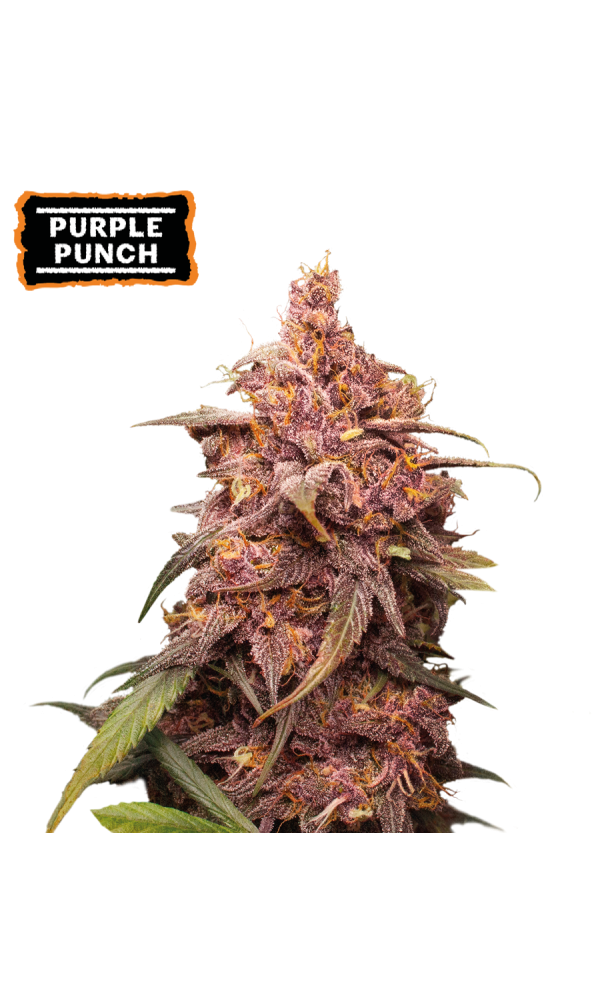 Purple Punch von Seedstockers