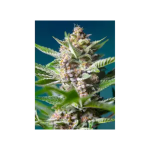 Purple Punch OG von Sweet Seeds