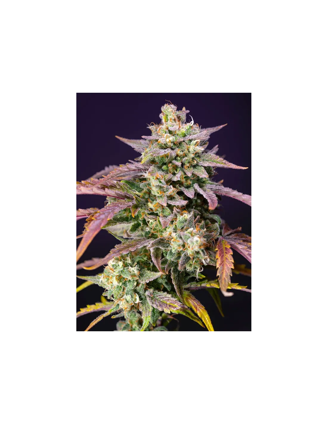 Purple Punch OG XL Auto von Sweet Seeds