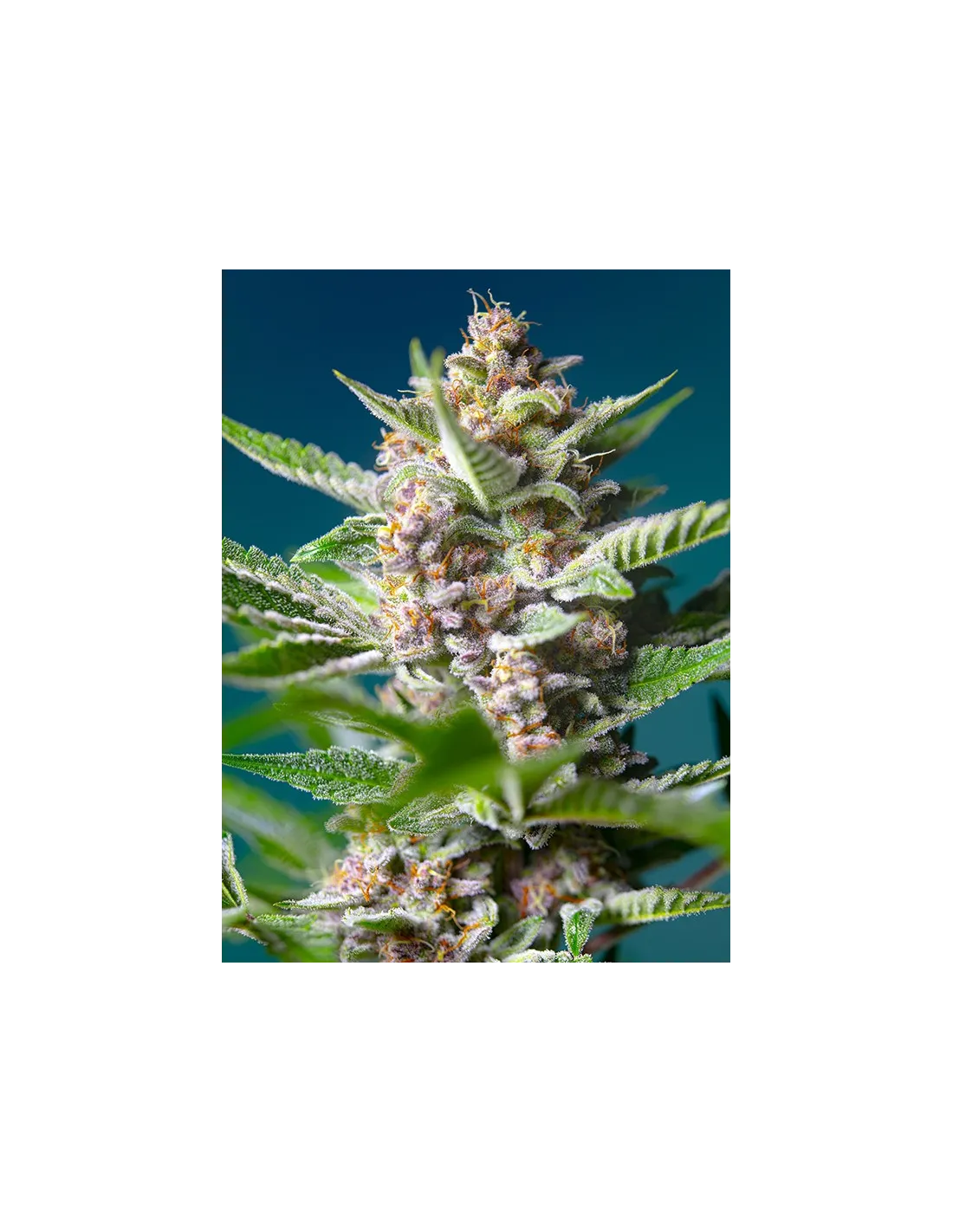 Purple Punch OG 100 St. Sweet Seeds