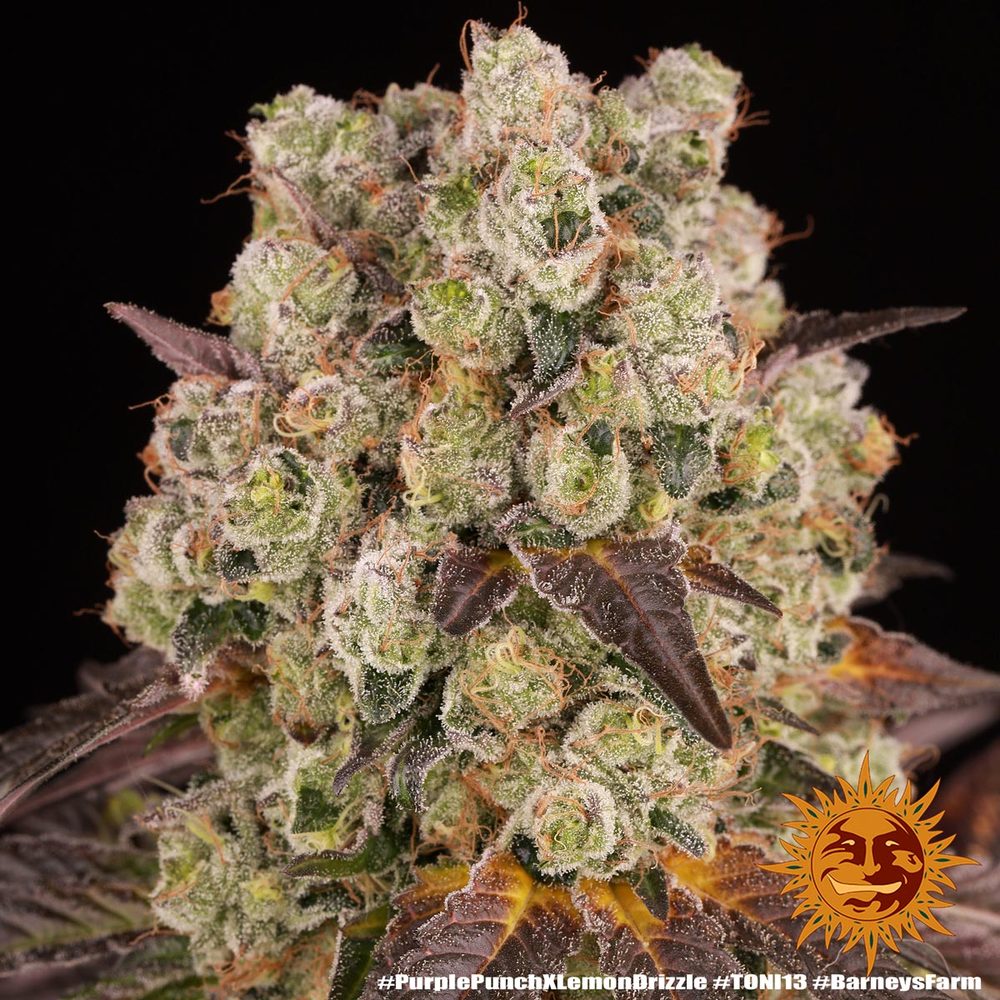 Purple Punch x Lemon Drizzle Barney's Farm
