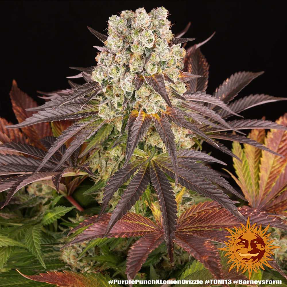 Purple Punch x Lemon Drizzle Barney's Farm