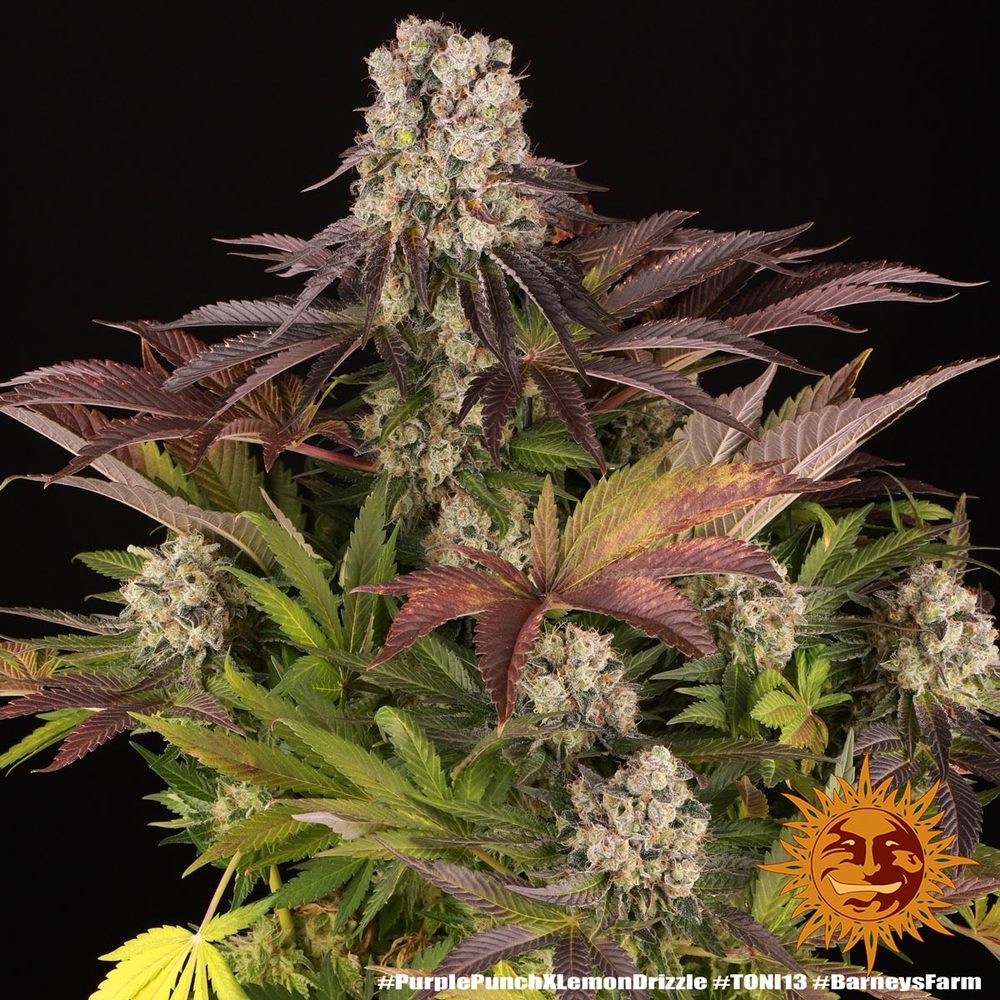 Purple Punch x Lemon Drizzle Barney's Farm
