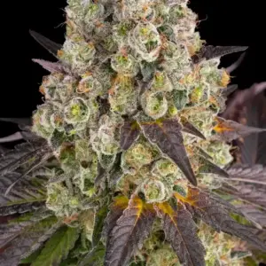 Purple Punch x Lemon Drizzle Barney's Farm
