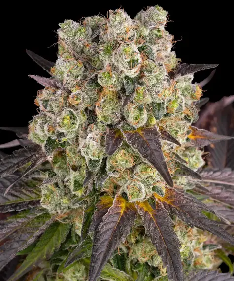Purple Punch x Lemon Drizzle Barney's Farm