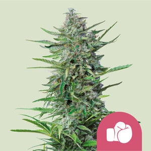 Purple Punch von Royal Queen Seeds