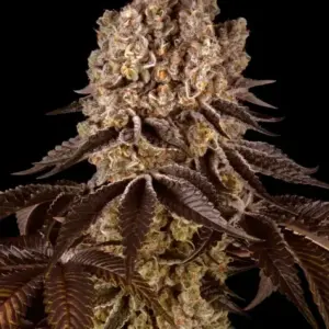 Purple Punch Barney's Farm