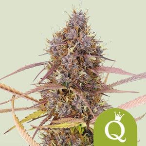 Purple Queen Auto von Royal Queen Seeds
