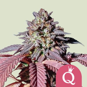 Purple Queen 1 St. Royal Queen Seeds