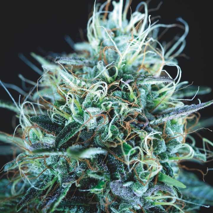 Purple Urkle x Blue Pyramid Pyramid Seeds
