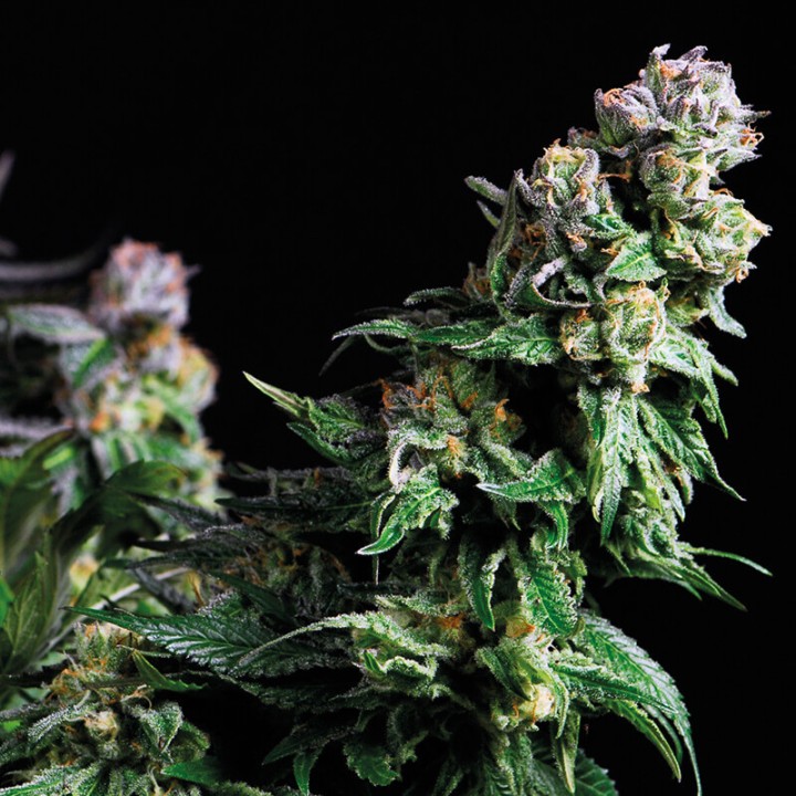 Purple Urkle Pyramid Seeds