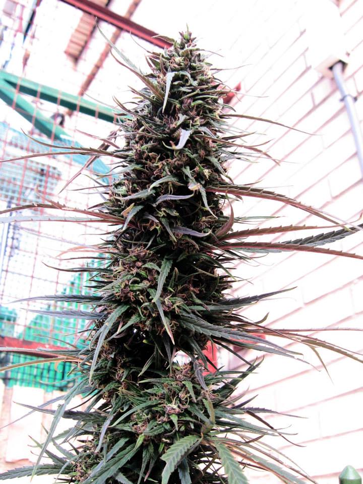 Purple Haze x Malawi von ACE Seeds