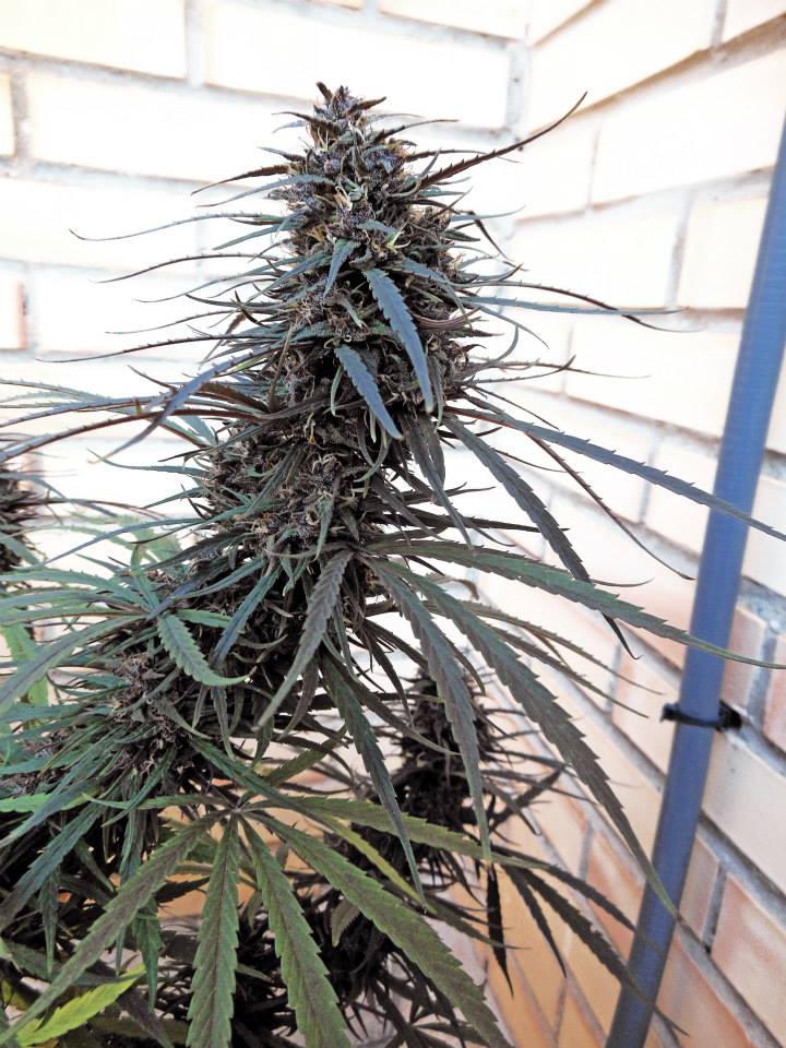 Purple Haze x Malawi von ACE Seeds