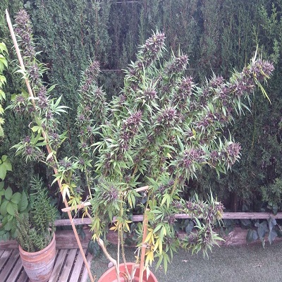 Panama x PCK von ACE Seeds