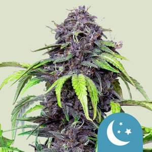Purplematic CBD von Royal Queen Seeds