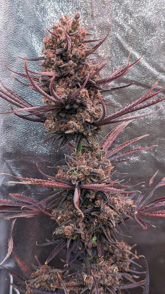 Panama Haze von ACE Seeds