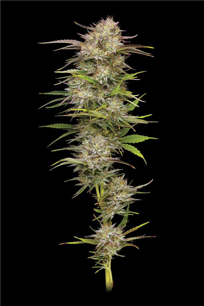 California Haze von Humboldt Seed Company