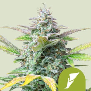 Quick One von Royal Queen Seeds