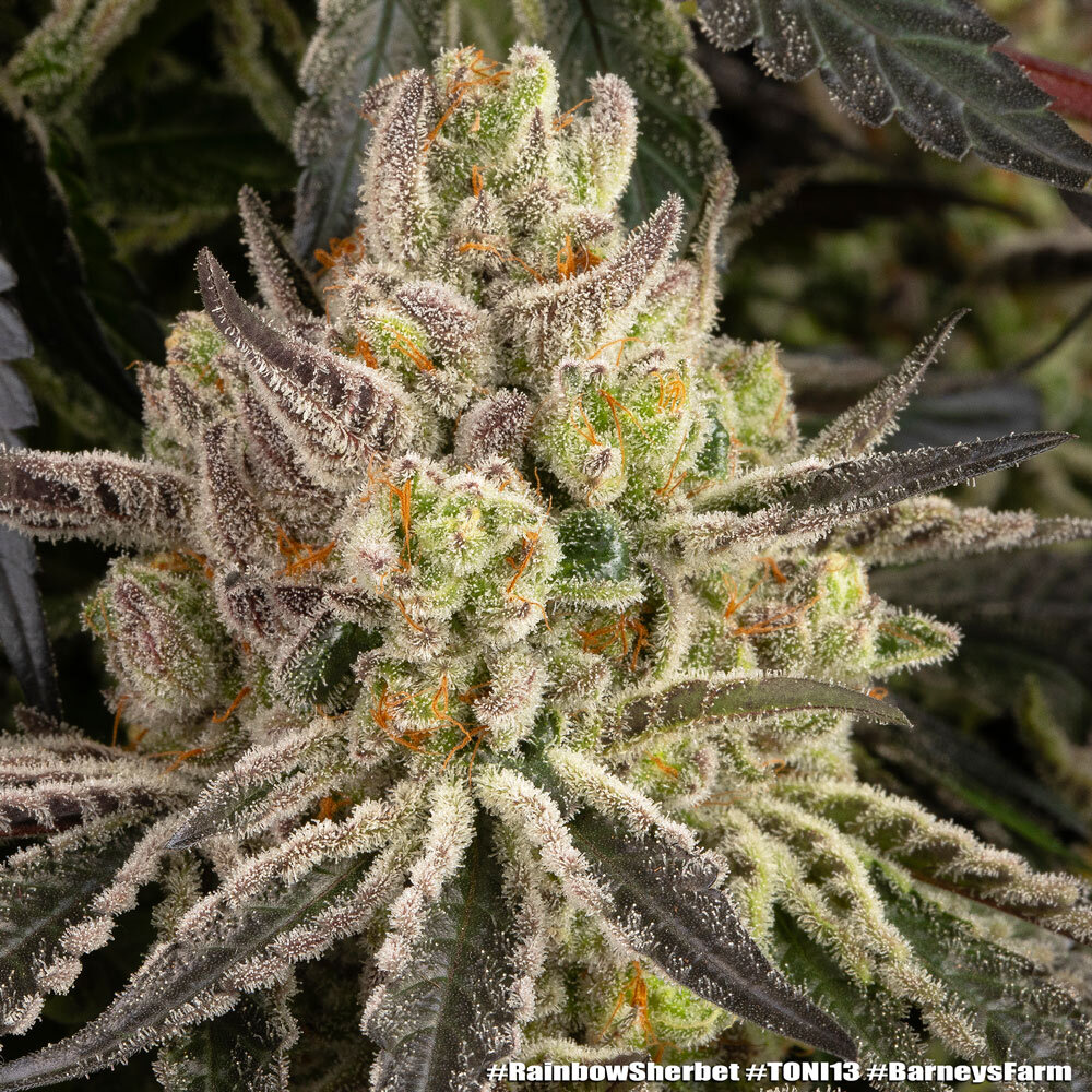 Rainbow Sherbet Barney's Farm