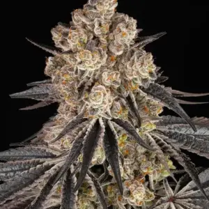 Rainbow Sherbet Barney's Farm
