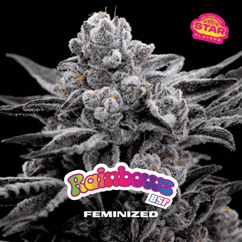 Rainbows BSF Seeds