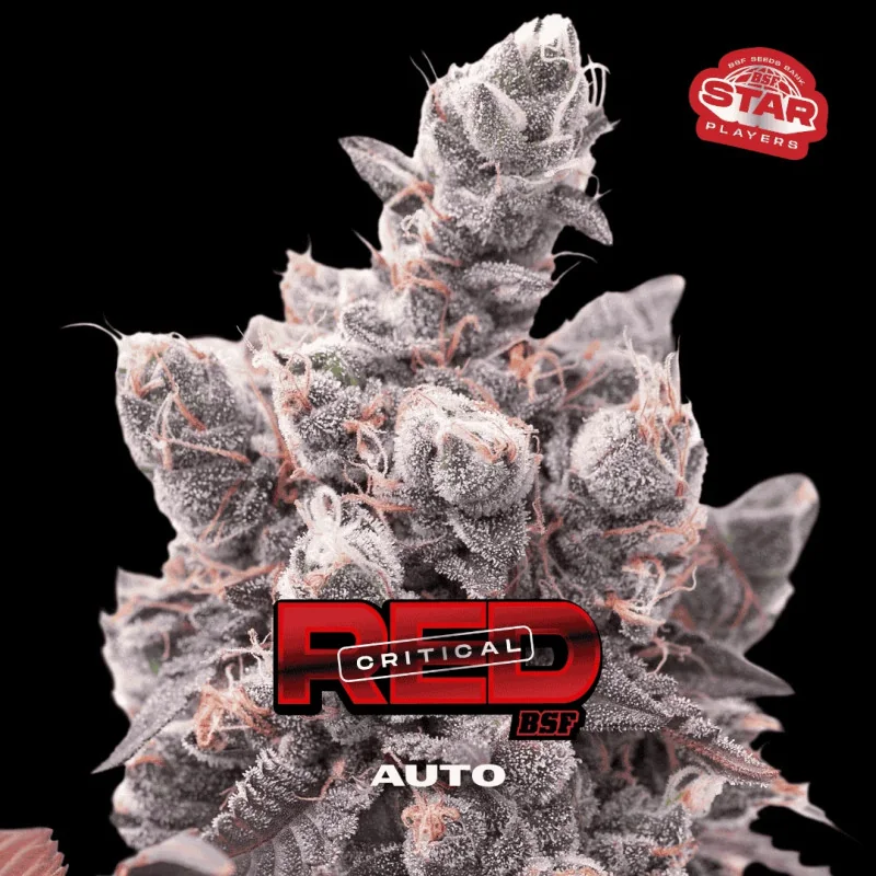 Red Critical Auto BSF Seeds