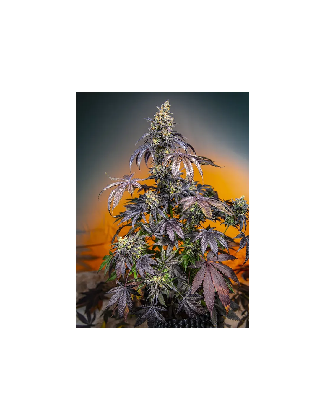 Red Gorilla Girl XL Auto von Sweet Seeds