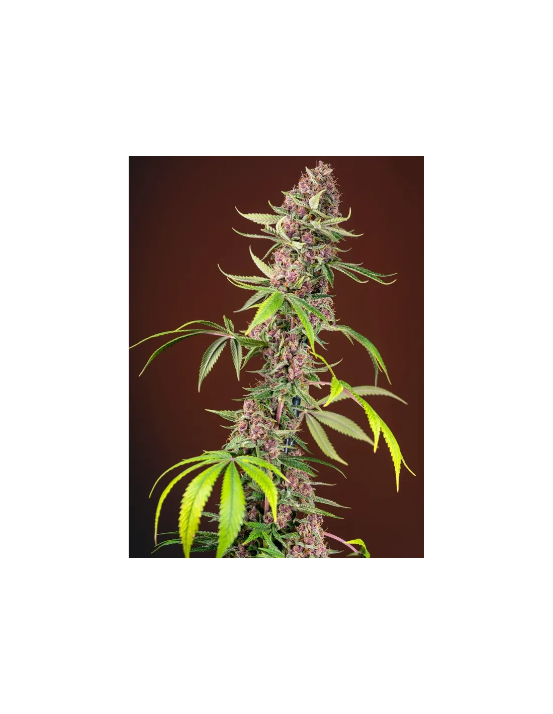 Red Mandarine F1 Fast Version von Sweet Seeds