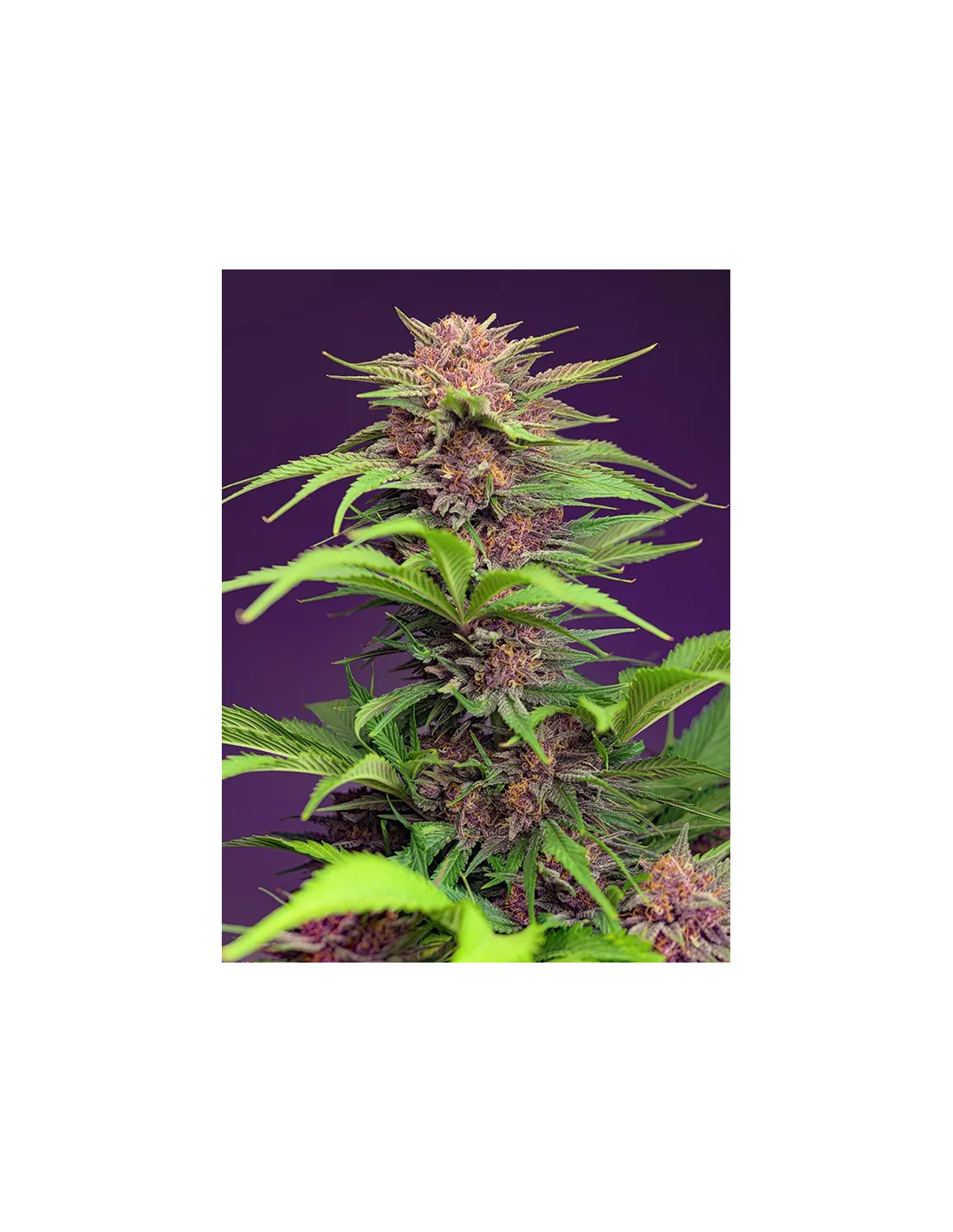 Red Mimosa XL Auto von Sweet Seeds
