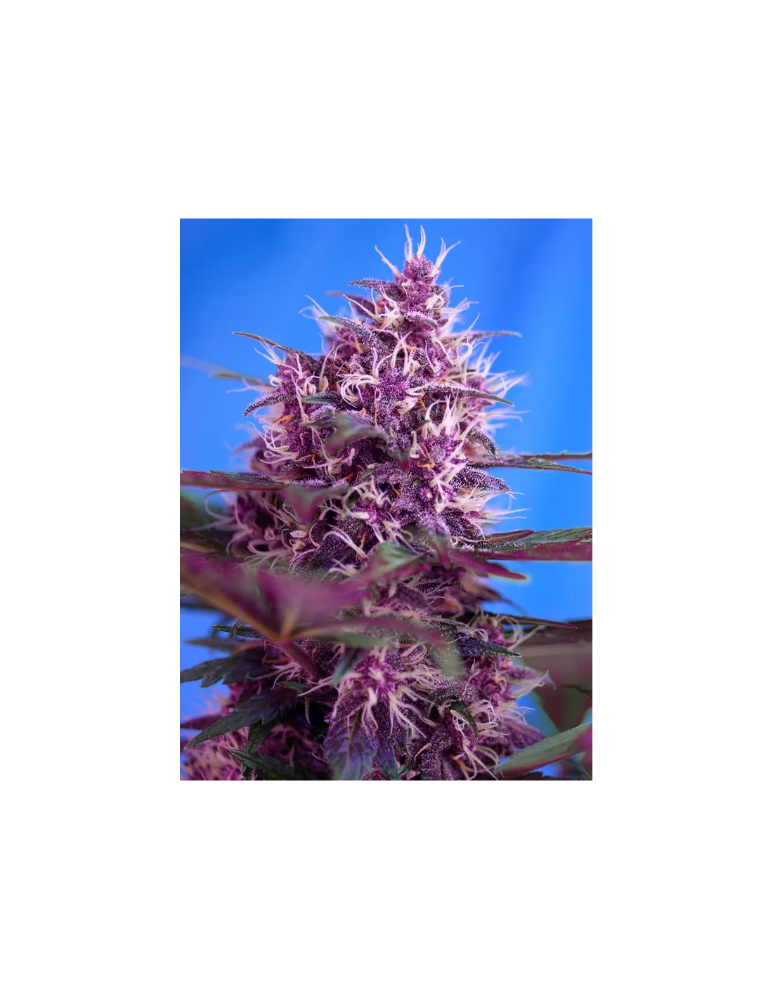 Red Poison Auto 100 St. Sweet Seeds