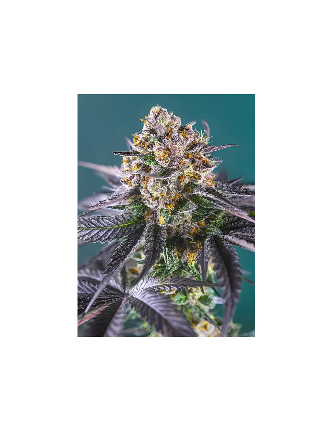 Red Strawberry Banana Auto von Sweet Seeds
